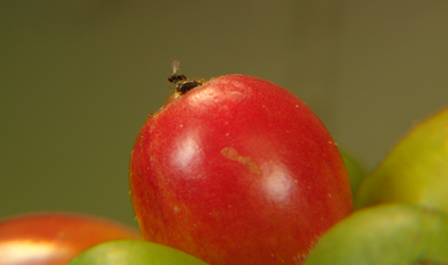 Carlos Armando Uribe F. Gerente Técnico, 2014