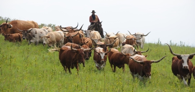 Cattle Drives