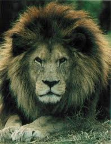 Barbary Lion