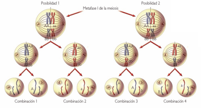 Teoría cromosómica