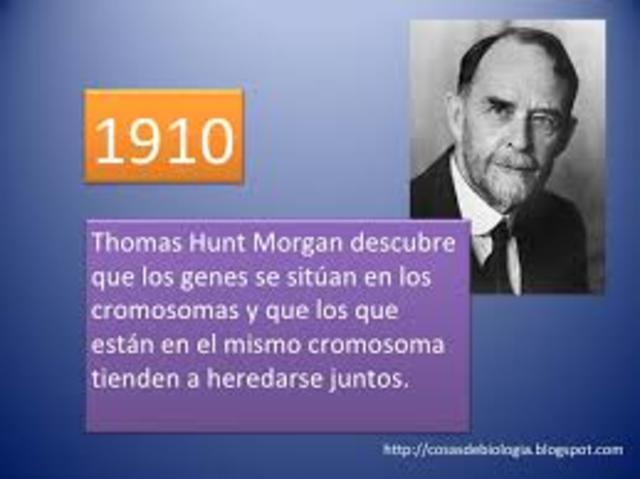 Thomas Hunt descubre que los genes estan contenidos en los cromosomas (X Y)