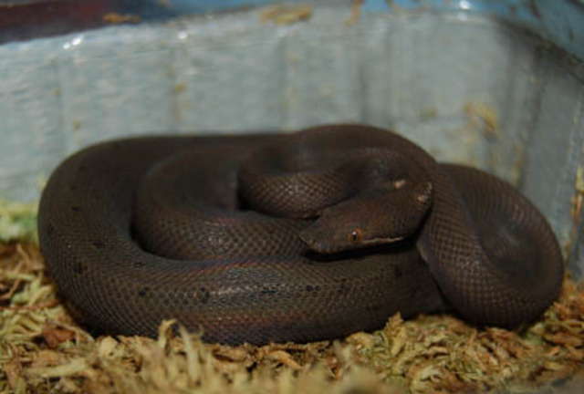 Round Island Burrowing Boa