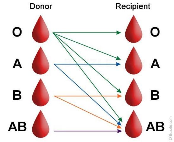 System of Blood Types