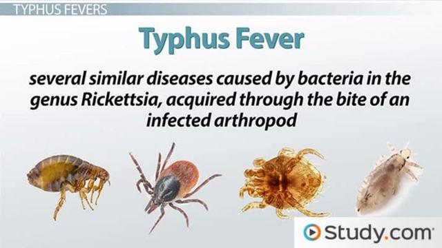 Vaccine for Typhus