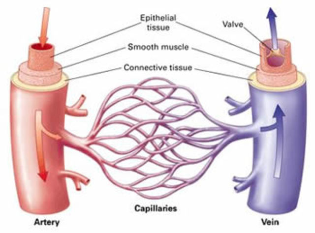 Arteries vs Veins