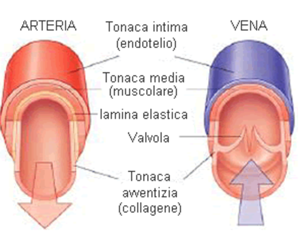 Greeks distinguished between arteries and veins