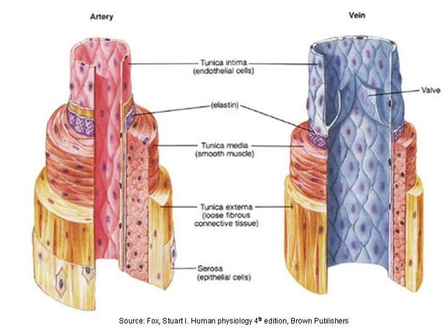 Greeks distinguished between arteries and veins