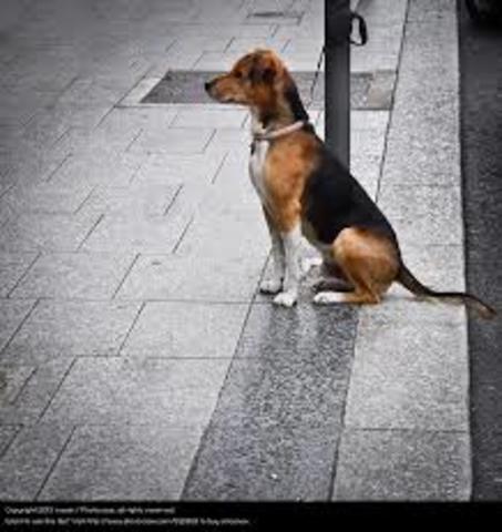 (7)Der Bernhardiner lag auf der Seite.