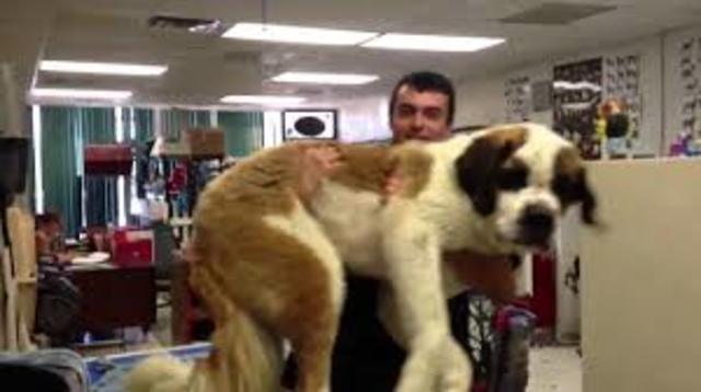 (8)Benno uncd ich sind mit einem Taxi zur Praxis gefahren. Pedro und Sarah haben mir geholfen, Benno in das Auto zu heben