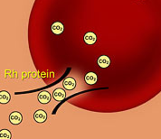 Karl Landsteiner discovered Rh protein