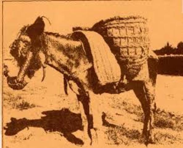 Animales como medio de transporte