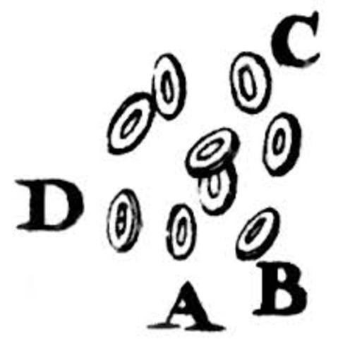 Leeuwenhoek views blood cells