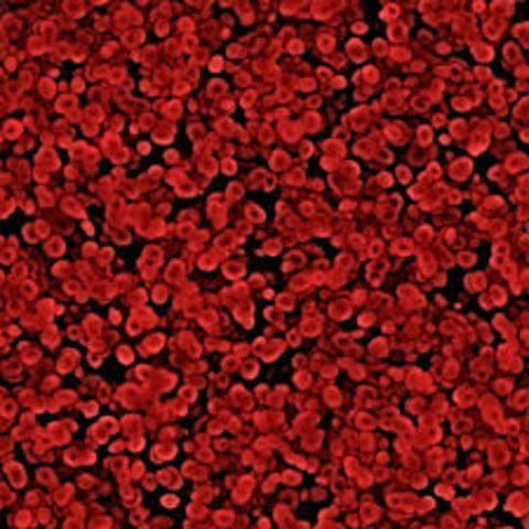 Anton Van Leeuwenhoek