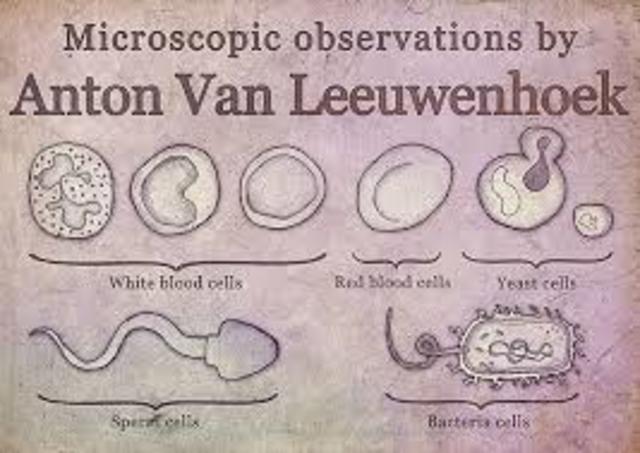 Anton Van leewenhoek