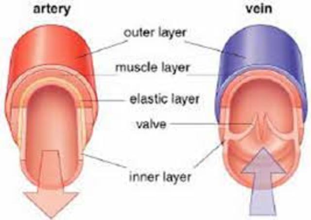 Greeks distinguished between veins and arteries