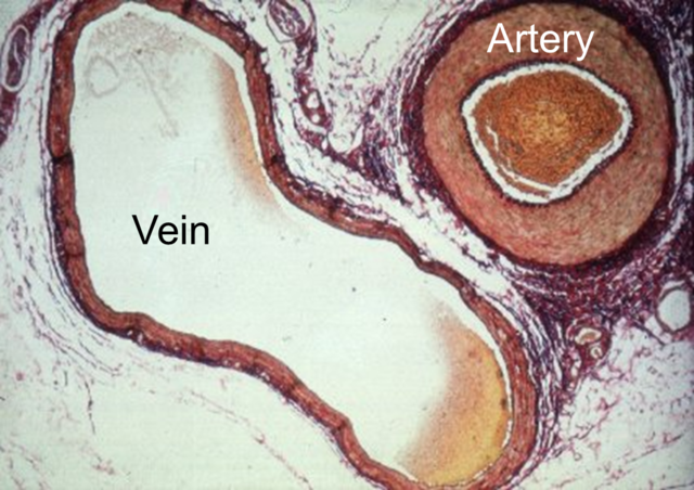 Arteries and Veins