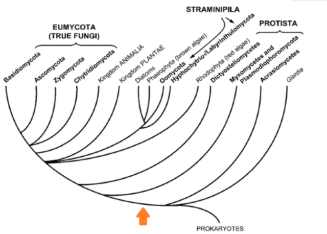 posible origen común de los fungoides