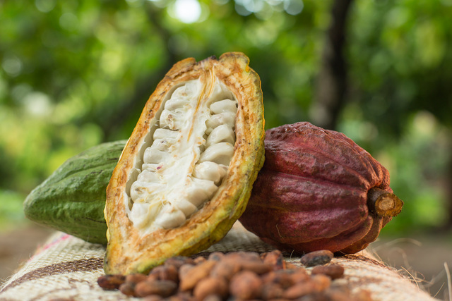 Auge del cacao