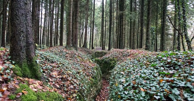 Battle of Argonne Forest