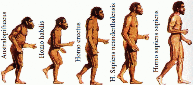 Proceso de hominizacion