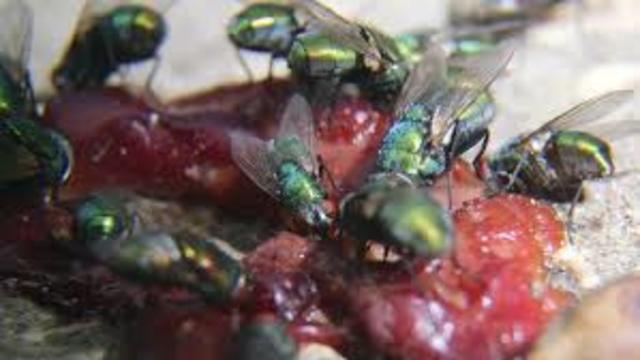 Meat Inspection Act (1960)