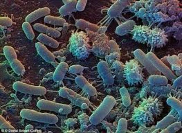 Multi cellular life forms on earth