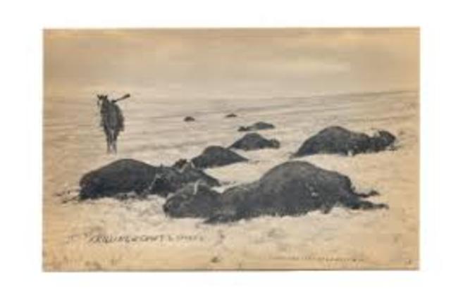Killing the Buffalo