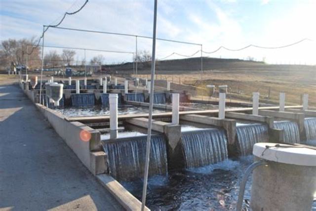 Ecuador Becomes Leading Shrimp Exporter