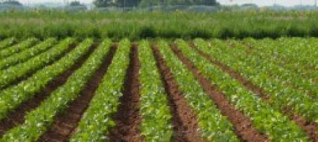 Vivió el paso de una economía puramente agrícola