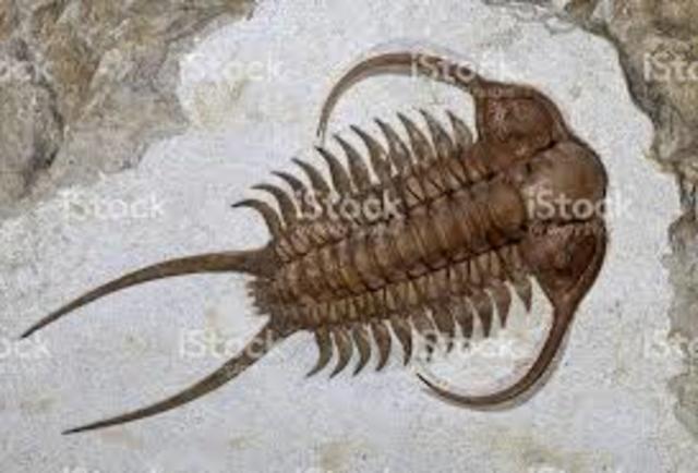 TRILOBITES