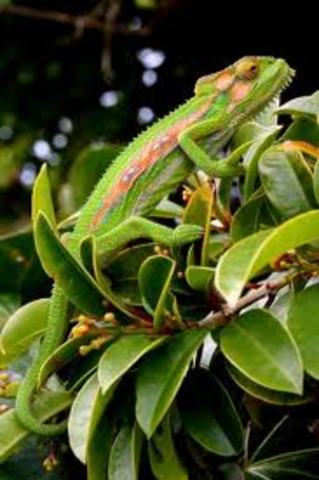 ALFRED WALLACE Y CHARLES DARWIN