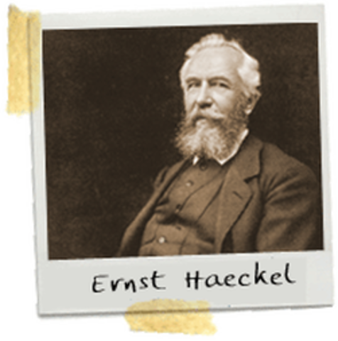 ERNST HAECKEL
