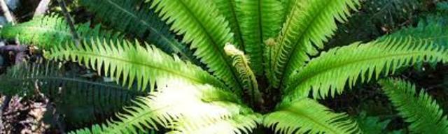 Primera Vegetacion Terrestre