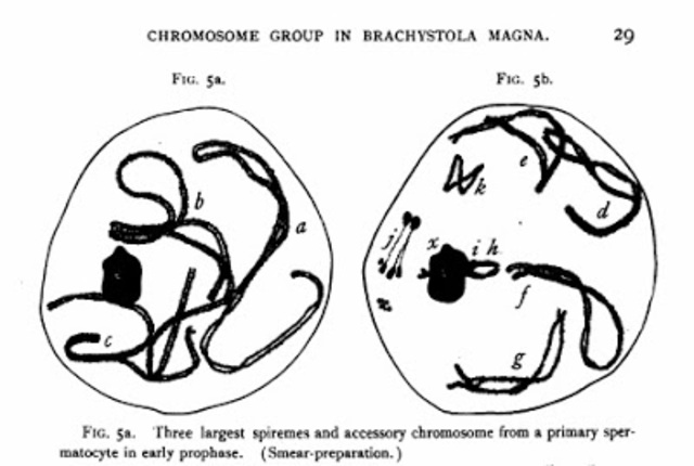 Grasshopper chromosomes identified
