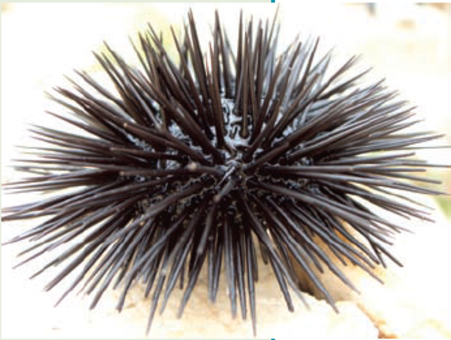 Boveri's sea urchin experiment