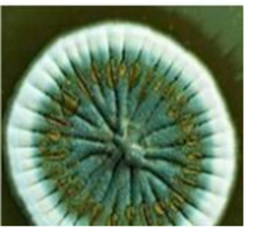 Se aisla y purifica la penicilina