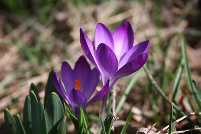 Primera Vegetacion con Flores