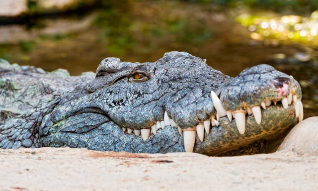 Evolucion de los Cocodrilos