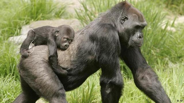 Los Primeros Simios Grandes