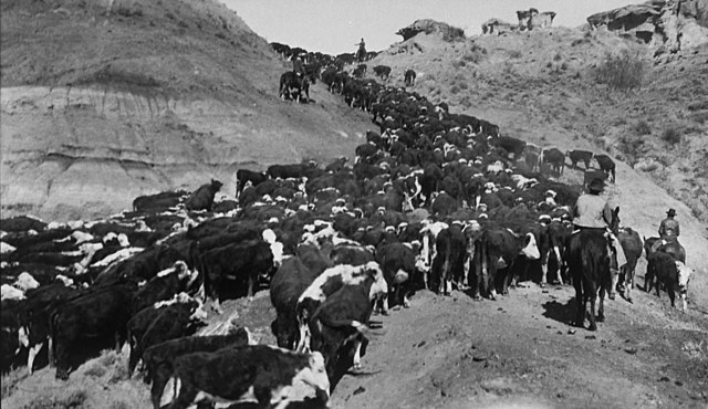 Cattle Drives