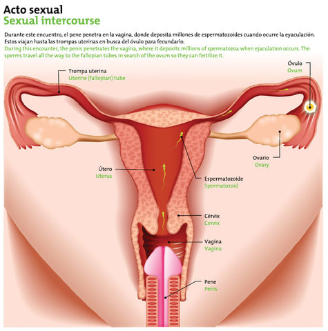 Acto Sexual