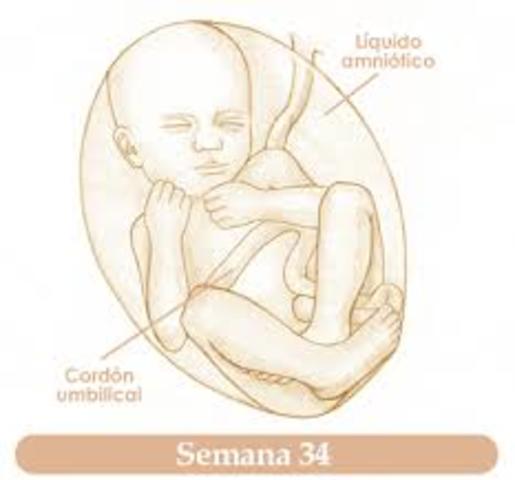 SEMANA TREINTA A TREINTA Y CUATRO