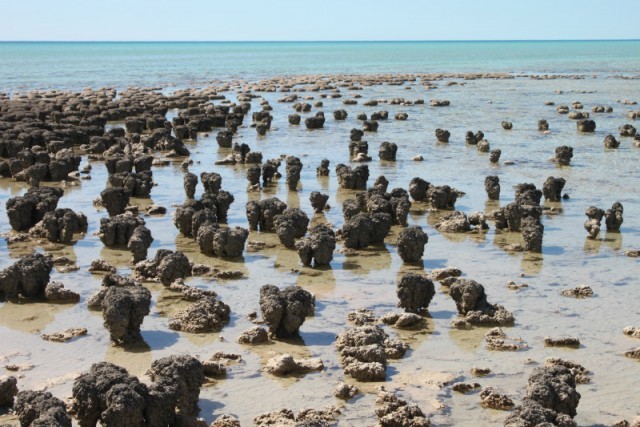 Oxígeno en la Atmósfera y Bacterias Fotosintéticas