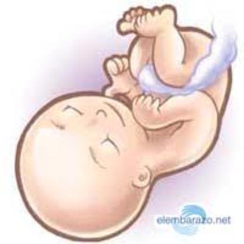 semana 32 de embarazo