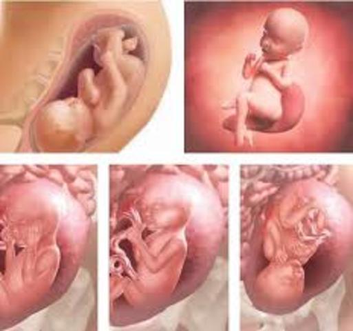 semana 33 de embarazo