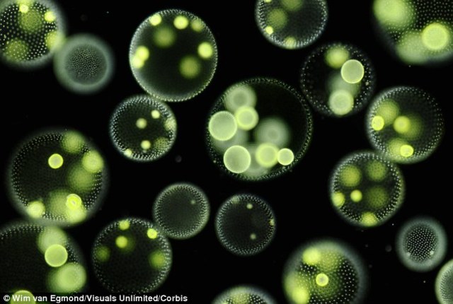 Organismos Eucariotas