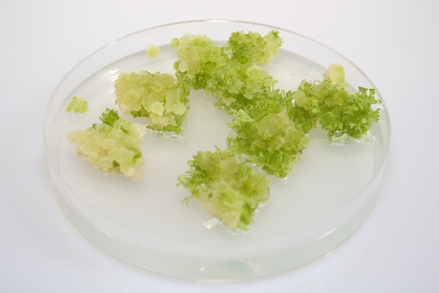 Gautheret-White-Nobécourt