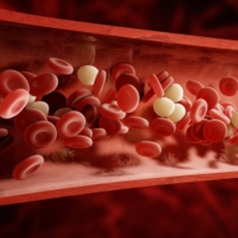 Blood Cells