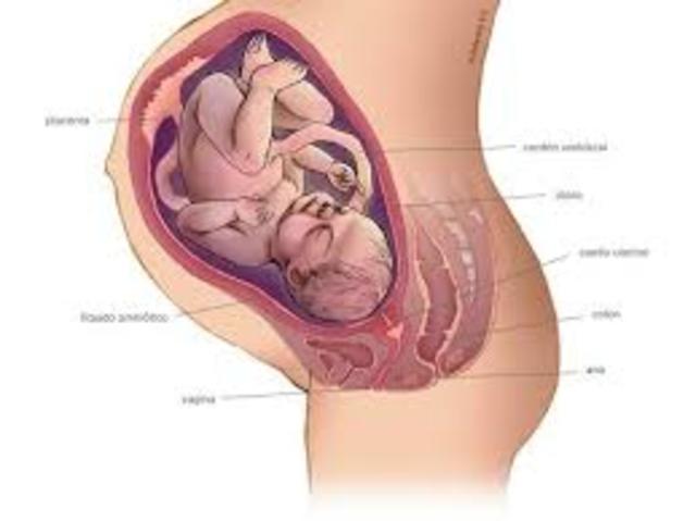 semana 39 de embarazo