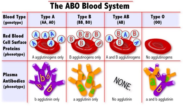 A Fourth Blood Type